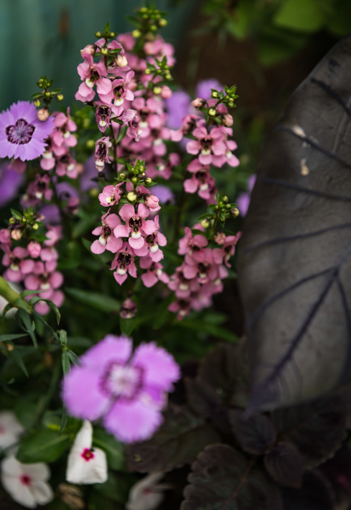 Lisa Swarthout's Garden